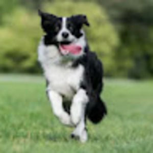 Meet your Posher, Brookelina